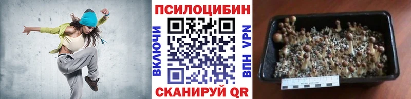 Купить где  Грайворон  Псилоцибиновые грибы мухоморы 